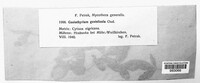 Image of Coniothyrium genisticola